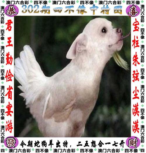 管家婆期期四肖四码中特管家和挪威3比0意大利与意大利1:0挪威